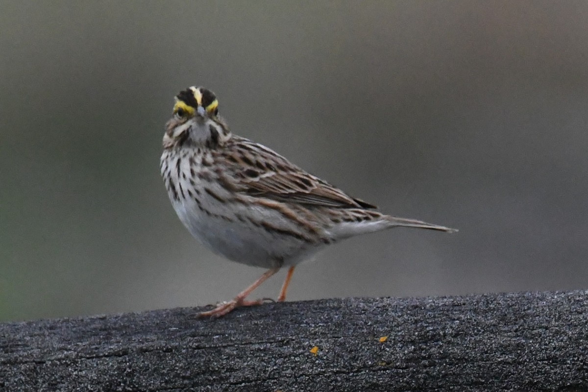 Savannah Sparrow - Robert  Whetham