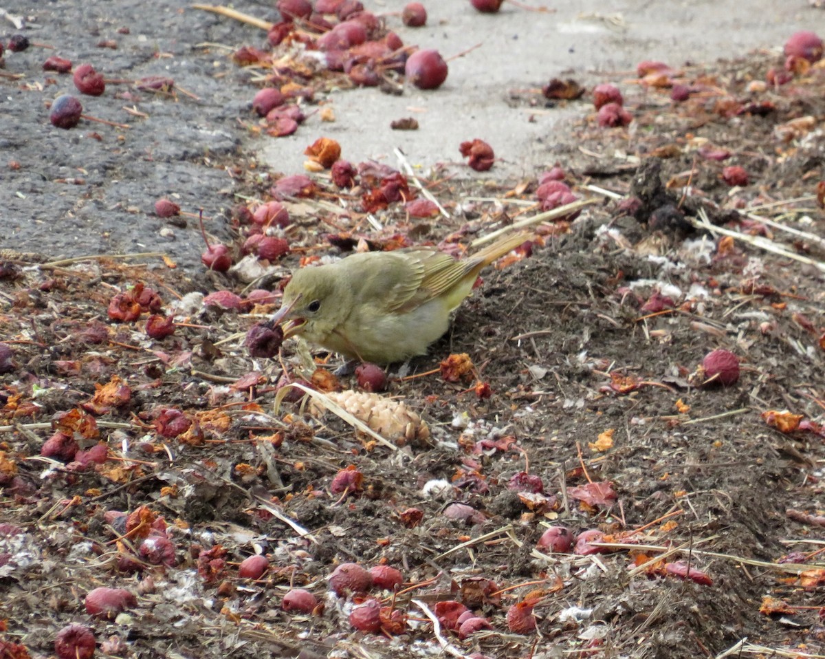 Summer Tanager - Al Zerbe