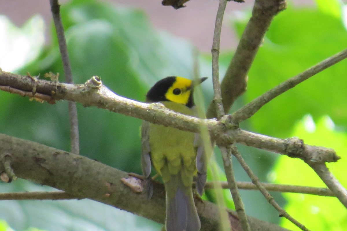 Hooded Warbler - ML618688576