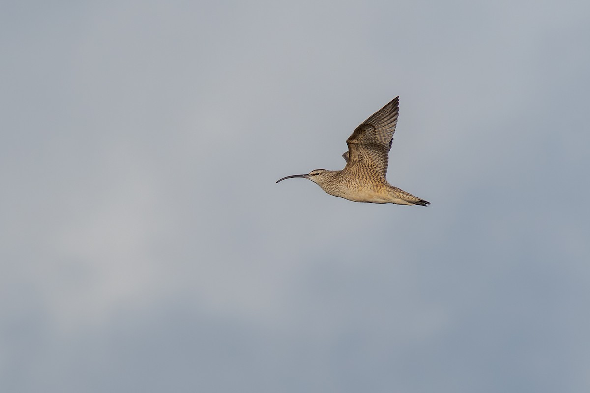 Regenbrachvogel - ML618688587