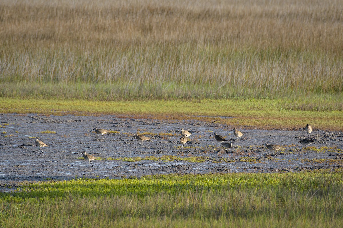 Whimbrel - Susan Fears