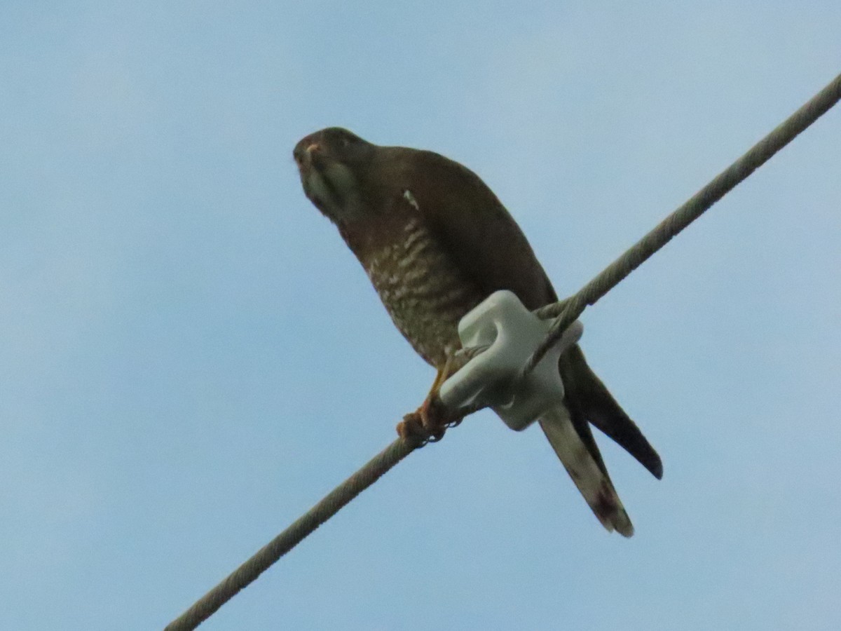 Gray-faced Buzzard - Rita Souza