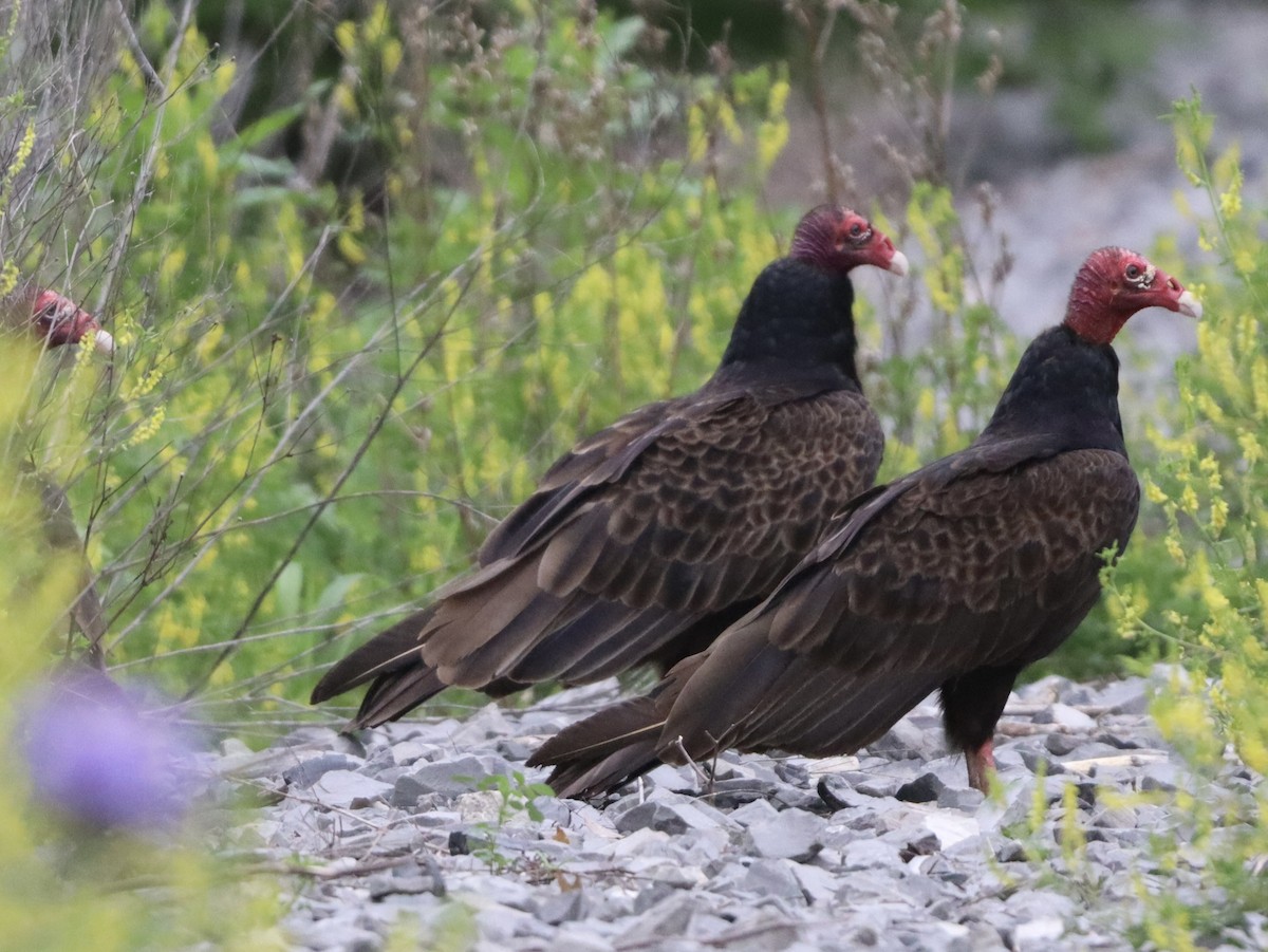 Turkey Vulture - ML618688598