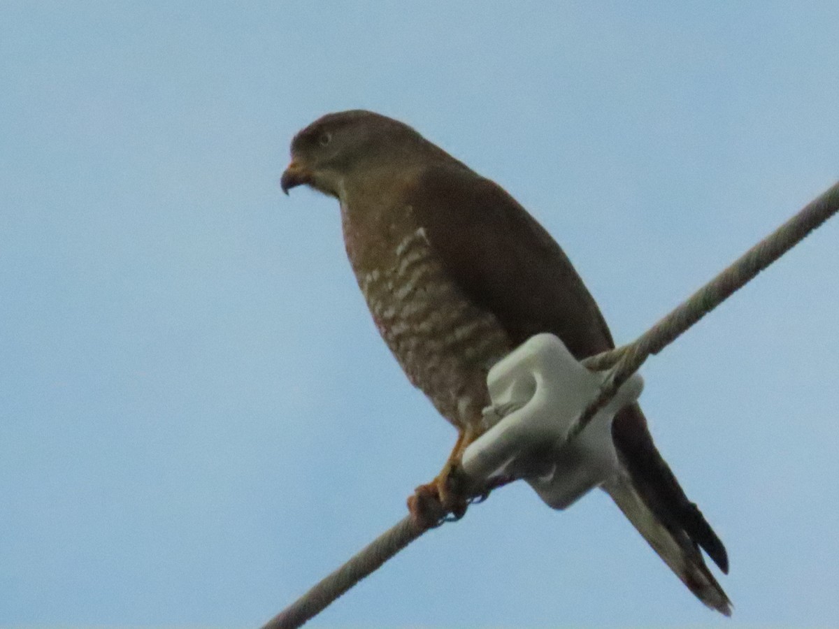 Gray-faced Buzzard - Rita Souza