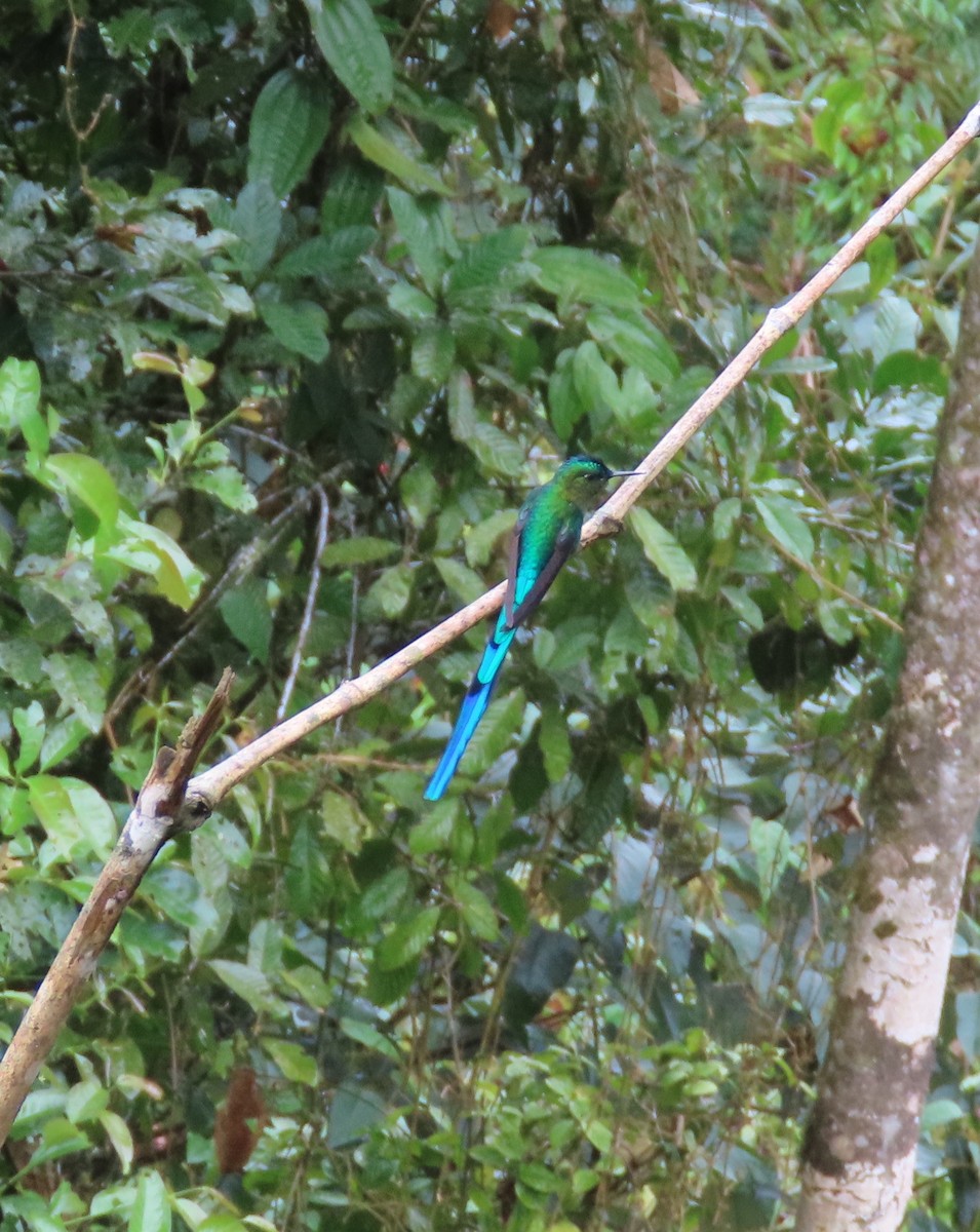 Long-tailed Sylph - Nancy Leonard