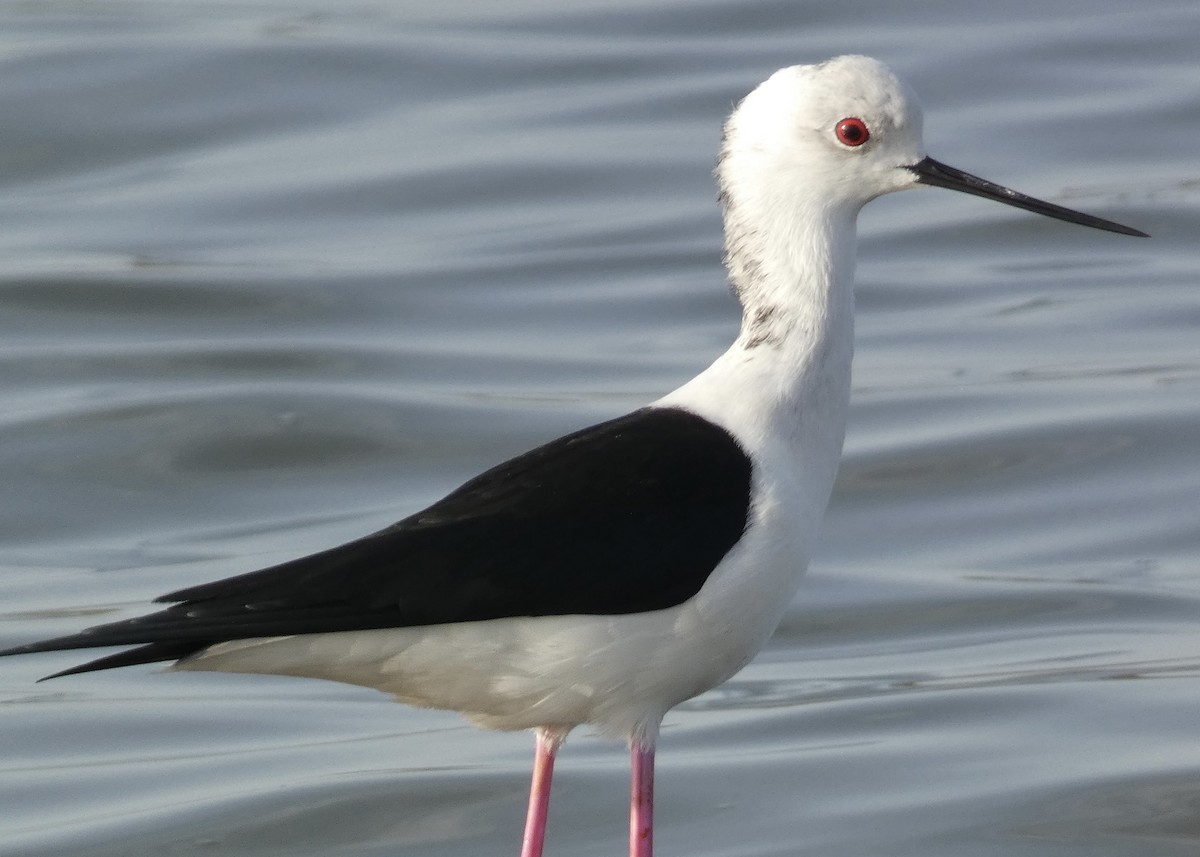 Black-winged Stilt - ML618688656