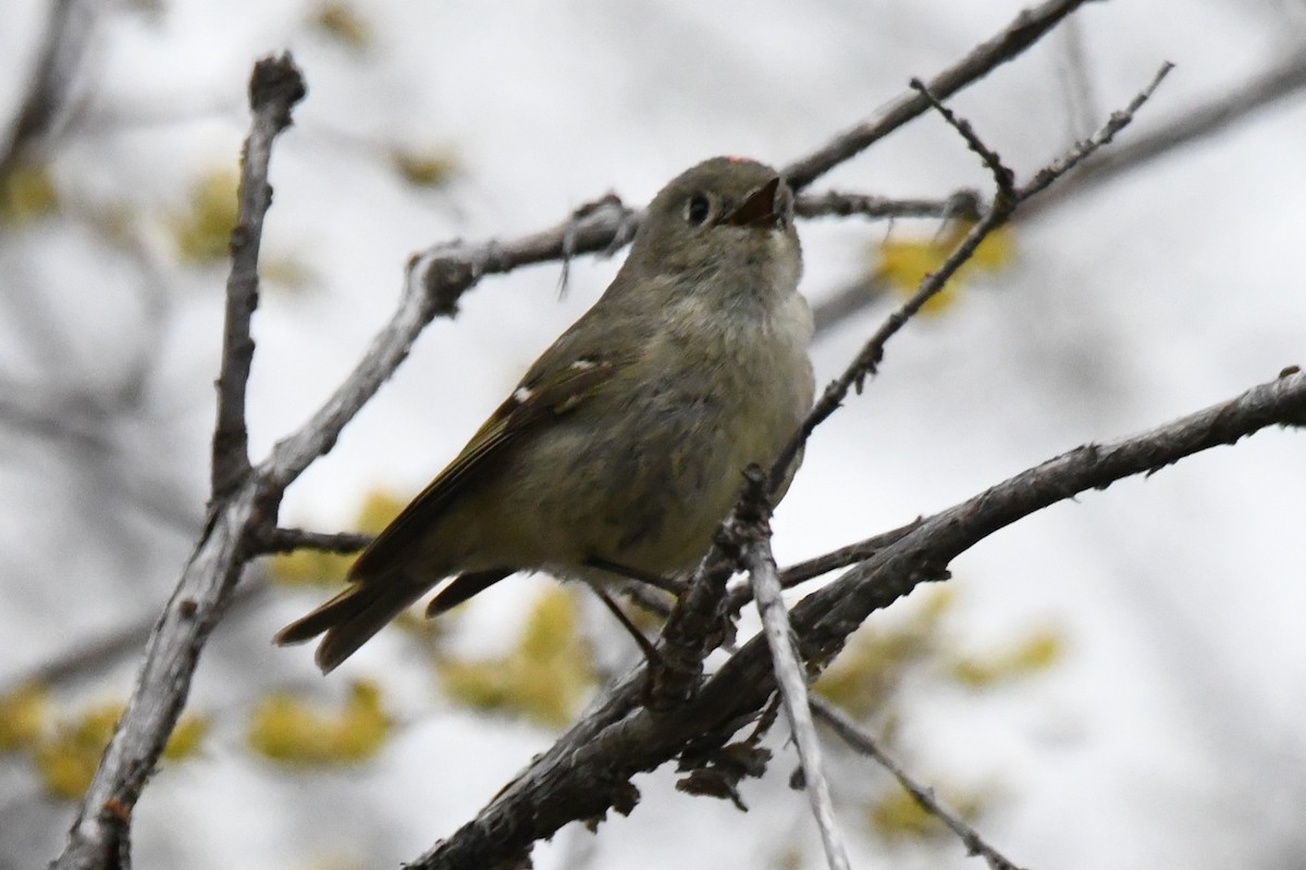 Ruby-crowned Kinglet - ML618688660