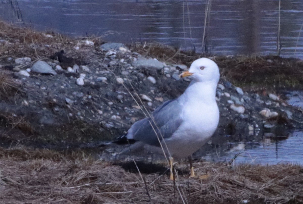 Ring-billed Gull - ML618688665