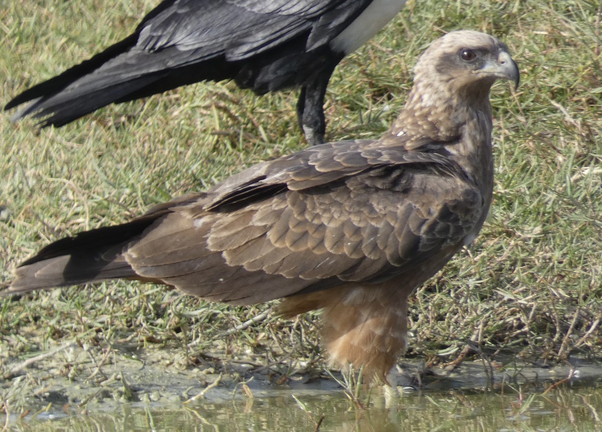 Black Kite - ML618688680