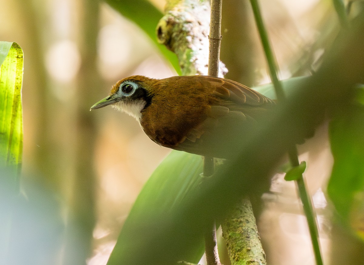 Weißkehl-Ameisenvogel - ML618688683