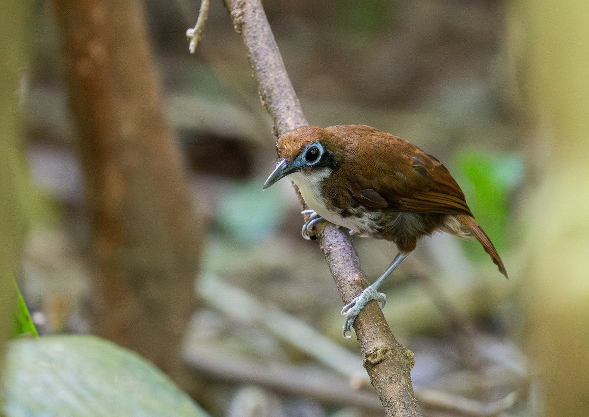 Weißkehl-Ameisenvogel - ML618688684