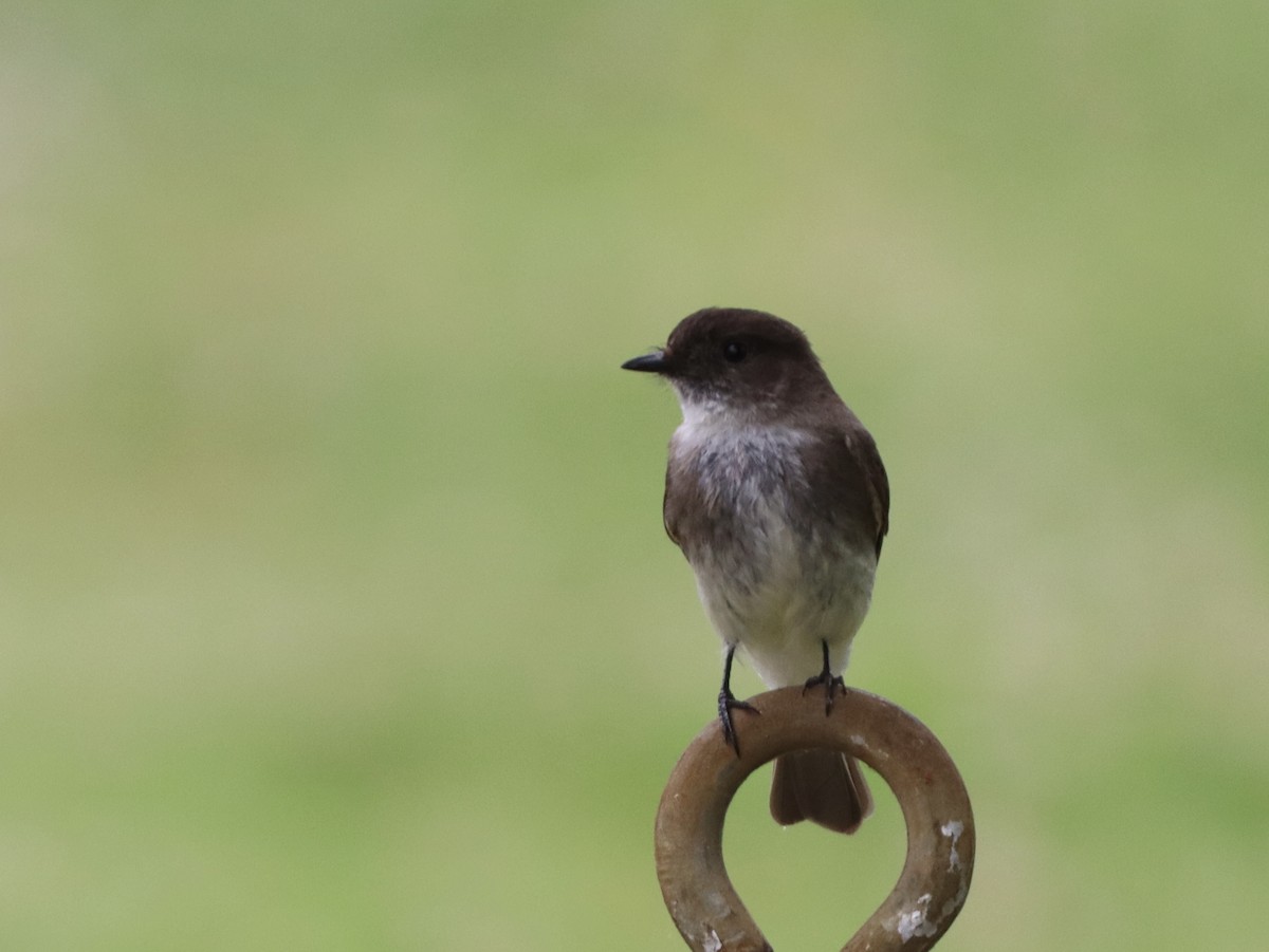 Eastern Phoebe - ML618688689