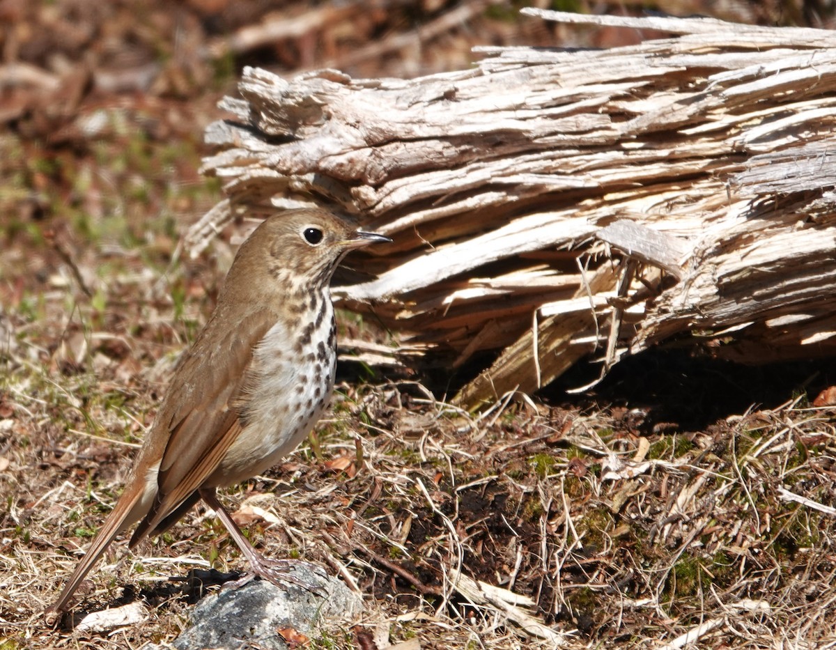 Hermit Thrush - ML618688722