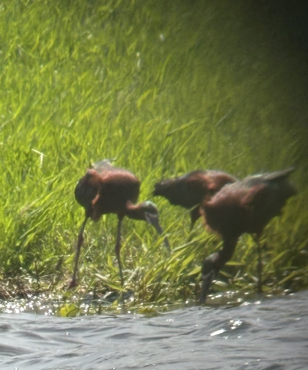 White-faced Ibis - ML618688758