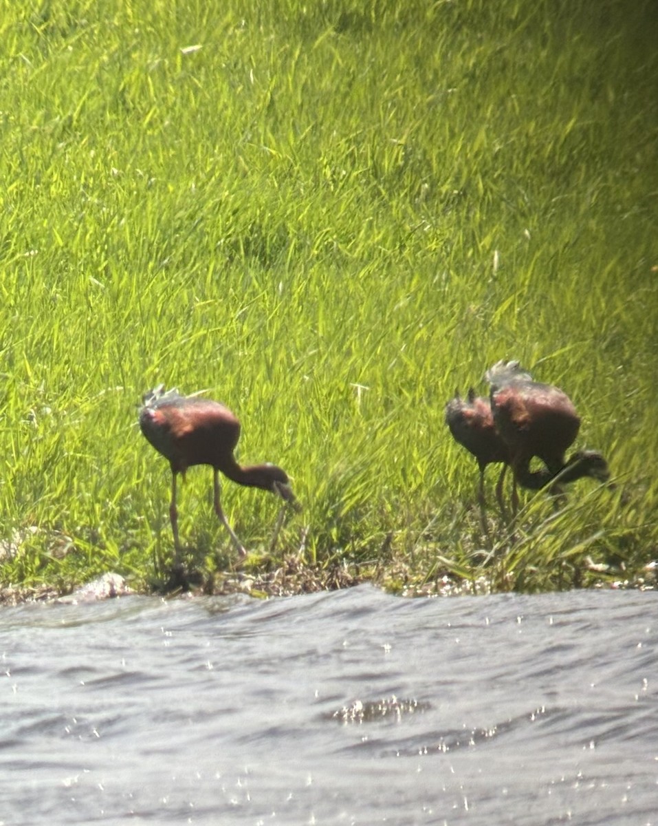 White-faced Ibis - ML618688759