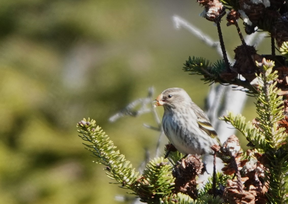 Pine Siskin - ML618688769