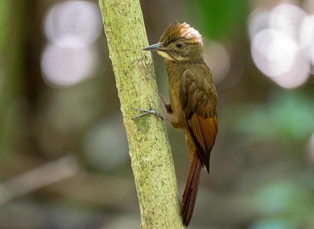 Tawny-winged Woodcreeper - ML618688780