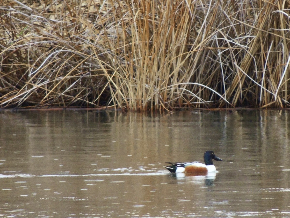 Northern Shoveler - Tom LaFave