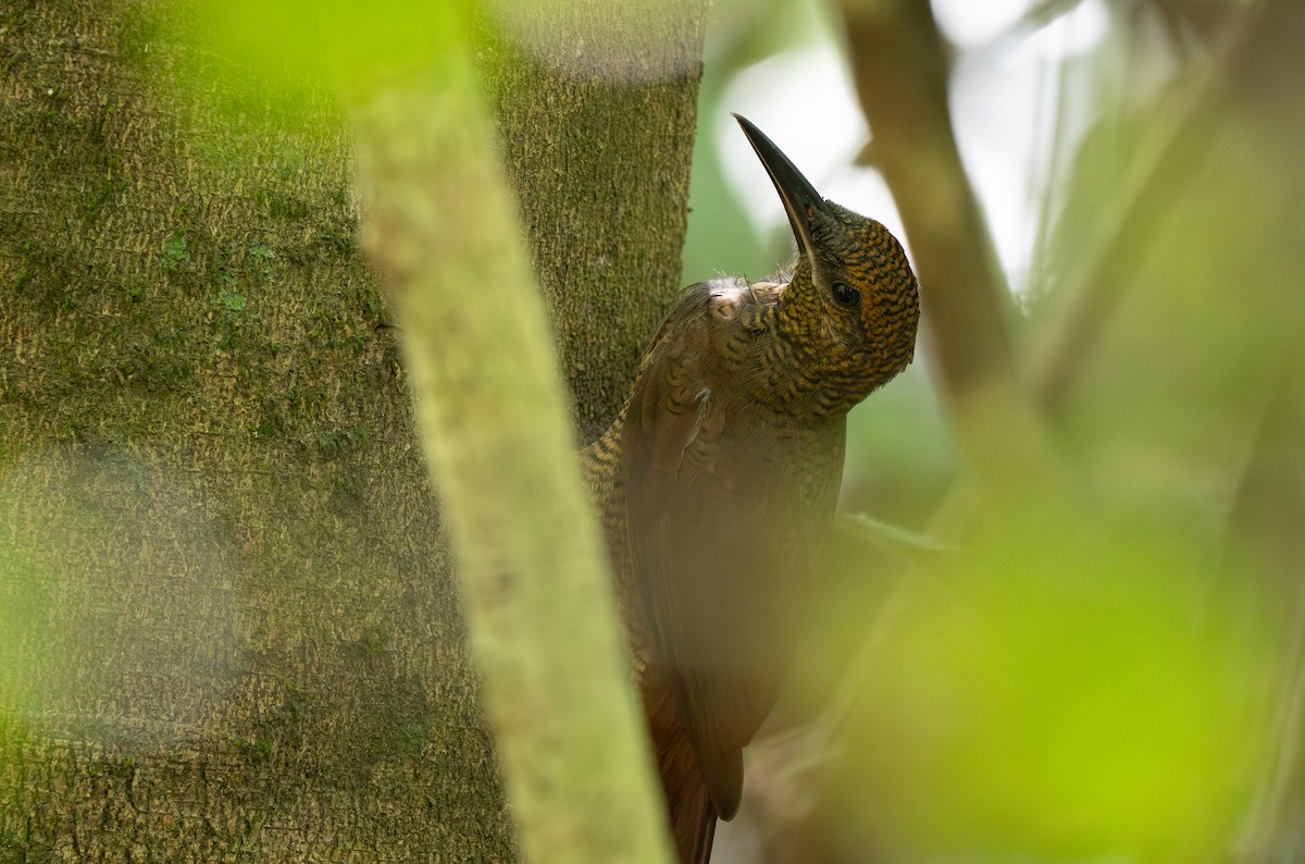 Northern Barred-Woodcreeper - ML618688834