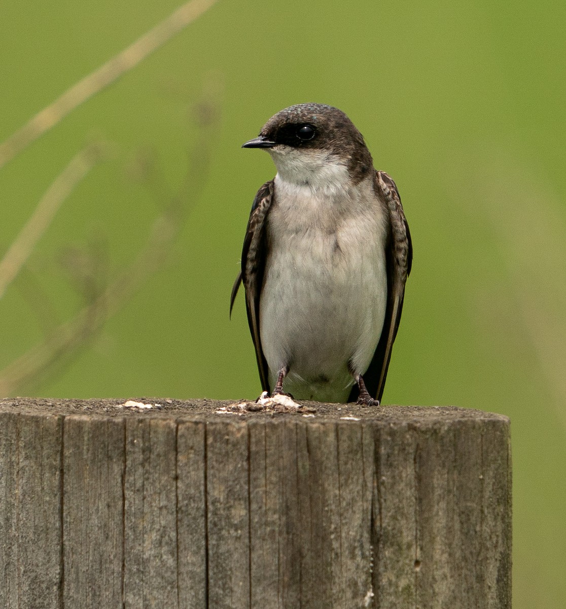 Tree Swallow - Art Webster