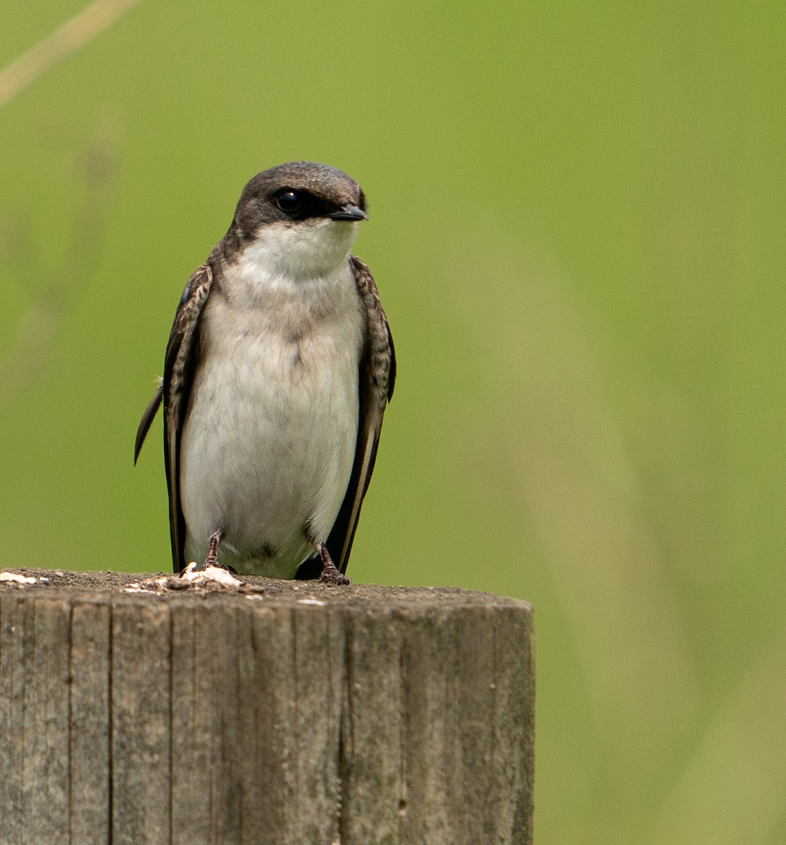 Tree Swallow - ML618688842