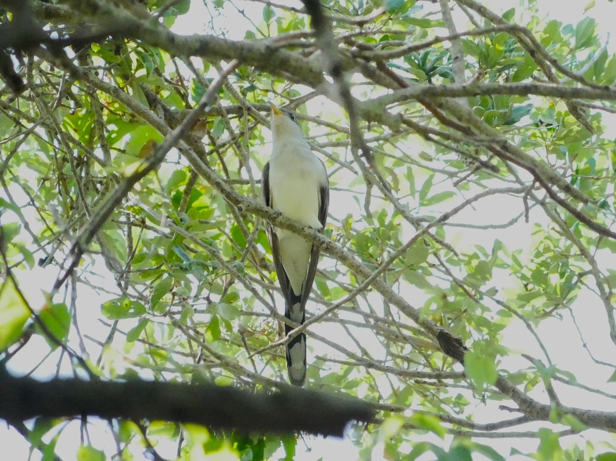 Yellow-billed Cuckoo - ML618688860