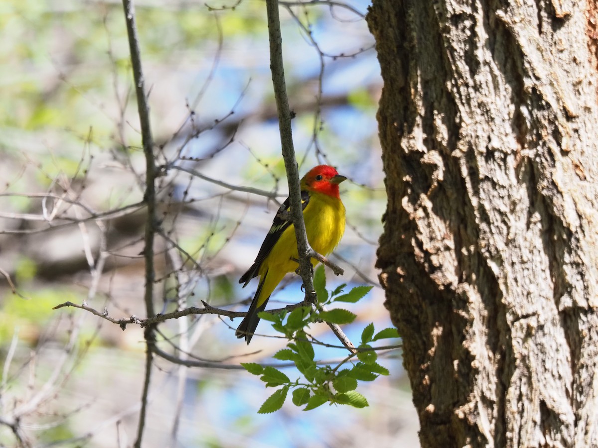 Western Tanager - ML618688871