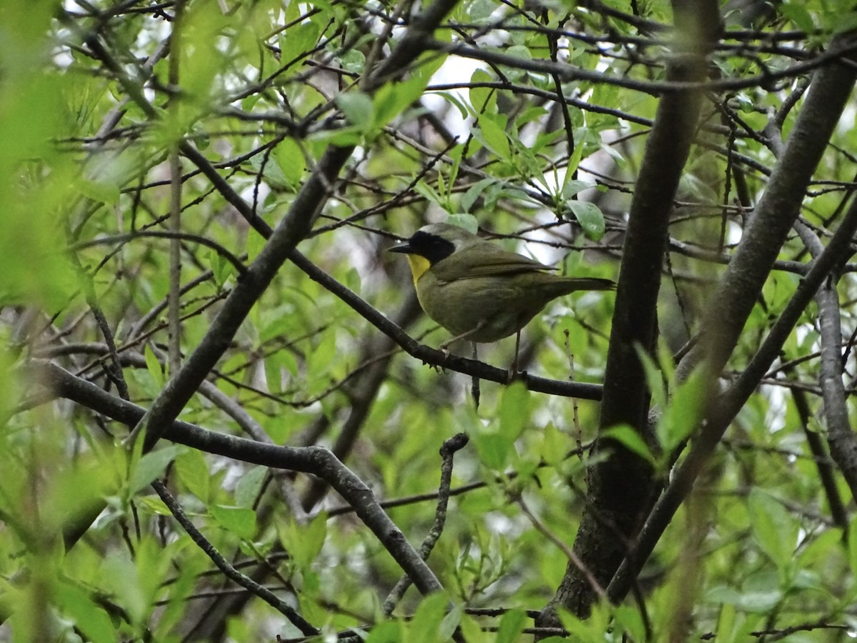 Common Yellowthroat - ML618688875