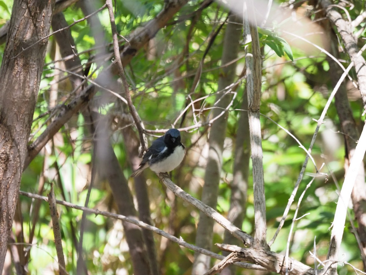 Black-throated Blue Warbler - ML618688886