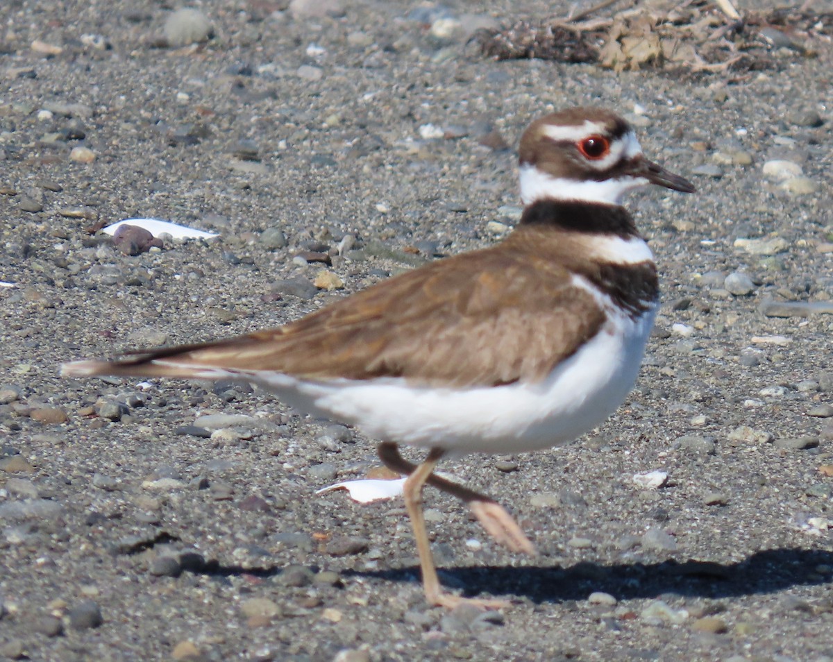 Killdeer - ML618688887