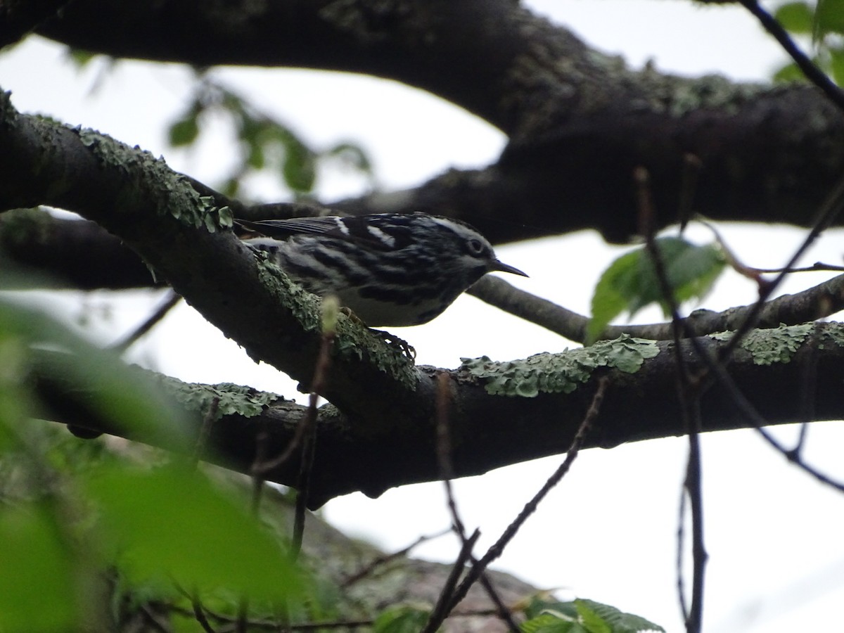 Black-and-white Warbler - ML618688900