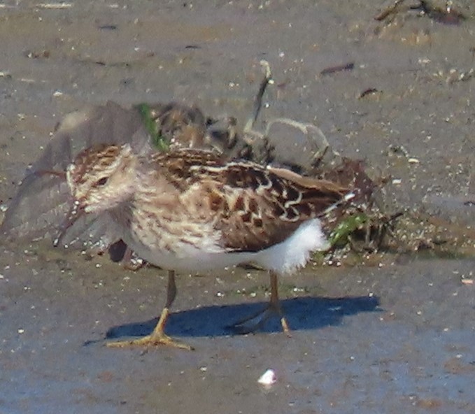 Least Sandpiper - ML618688909