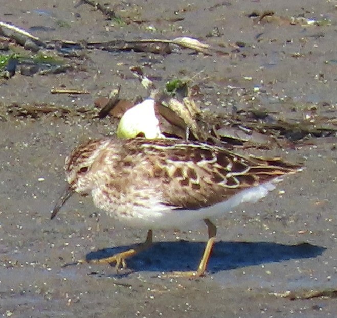 Least Sandpiper - ML618688910