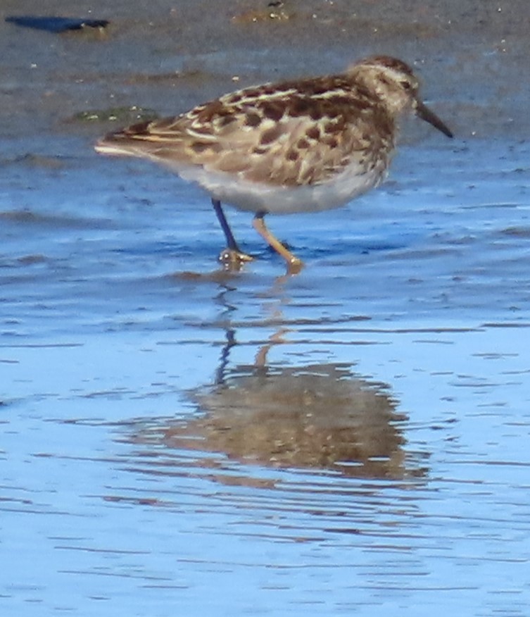 Least Sandpiper - ML618688911