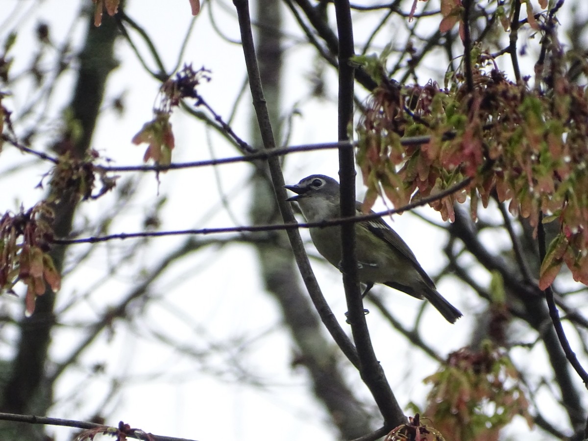 Blue-headed Vireo - ML618688913