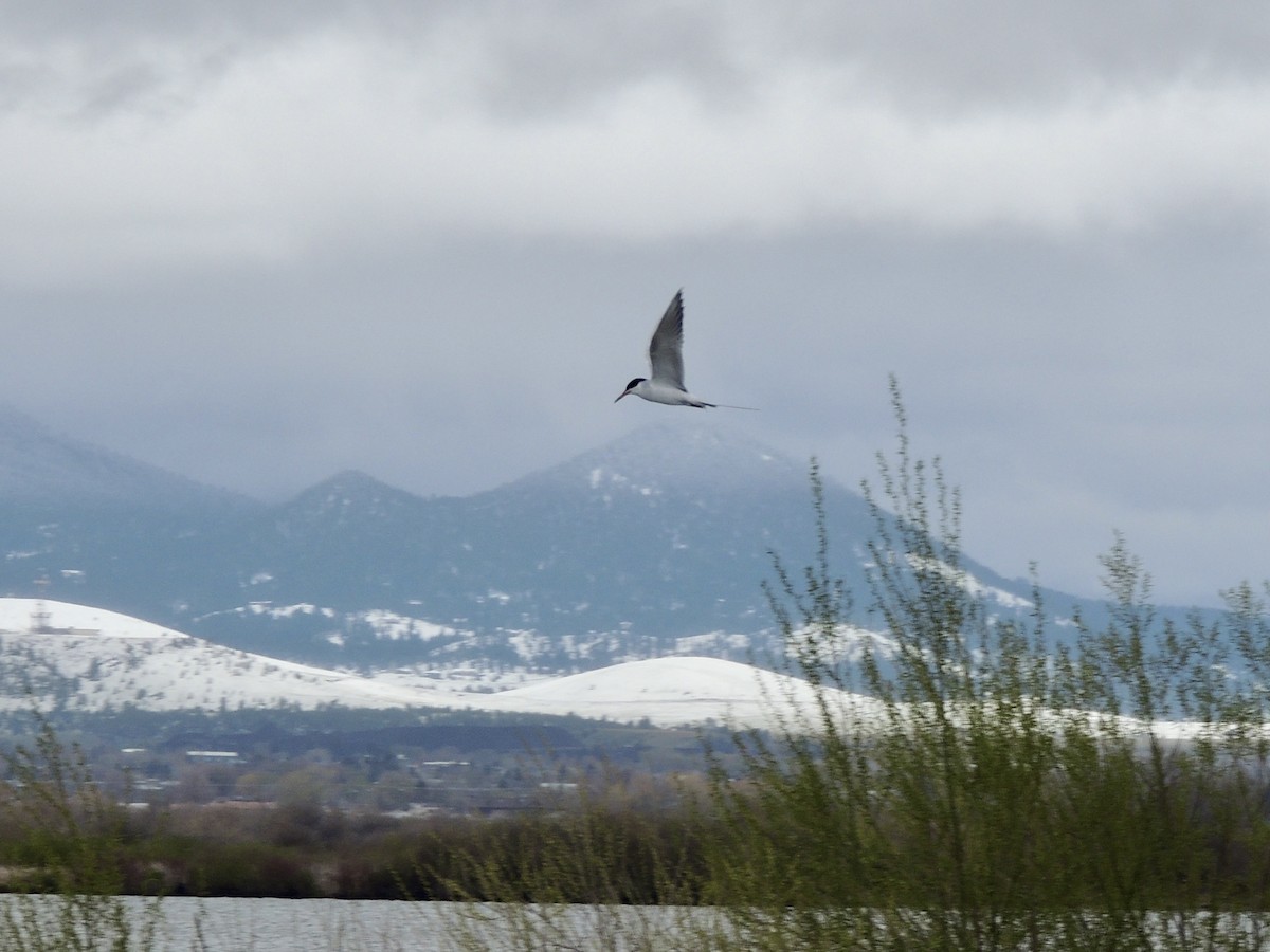 Forster's Tern - ML618688917