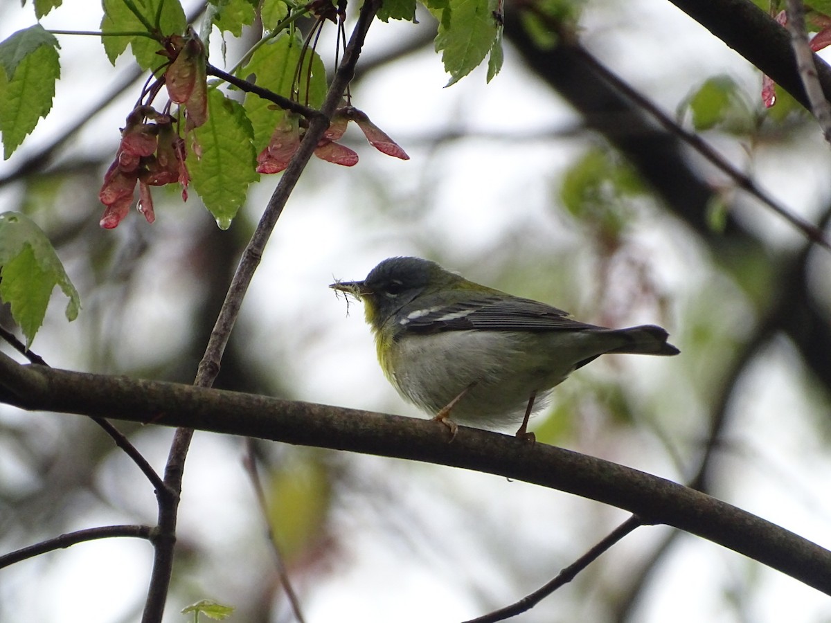 Northern Parula - ML618688930