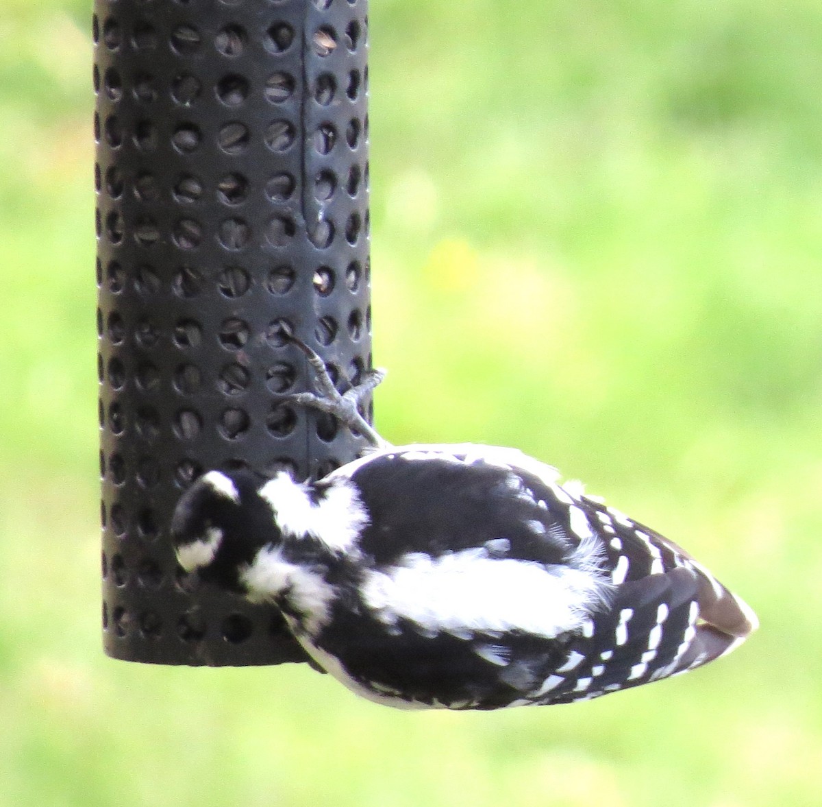 Downy Woodpecker - ML618688944