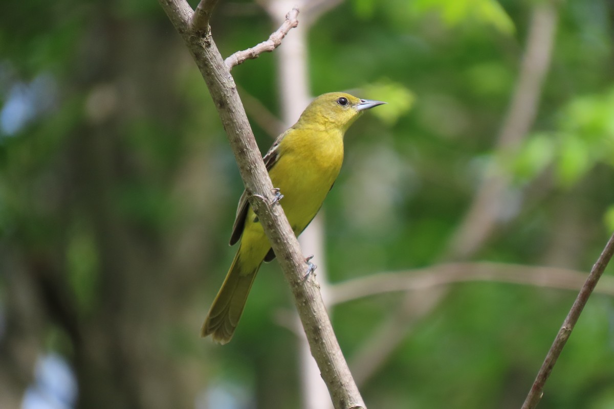 Orchard Oriole - ML618688968