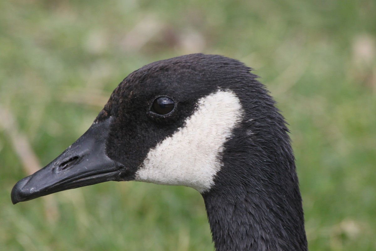 Canada Goose - ML618689014