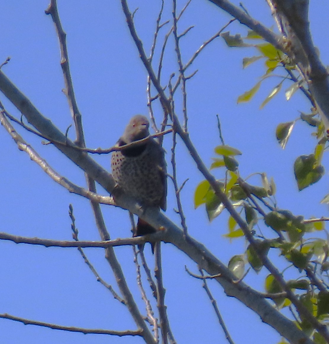 Northern Flicker - ML618689018