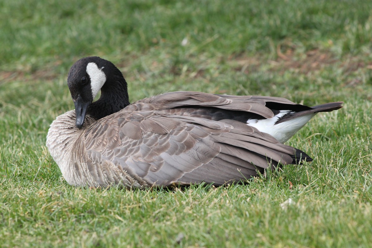 Canada Goose - ML618689019