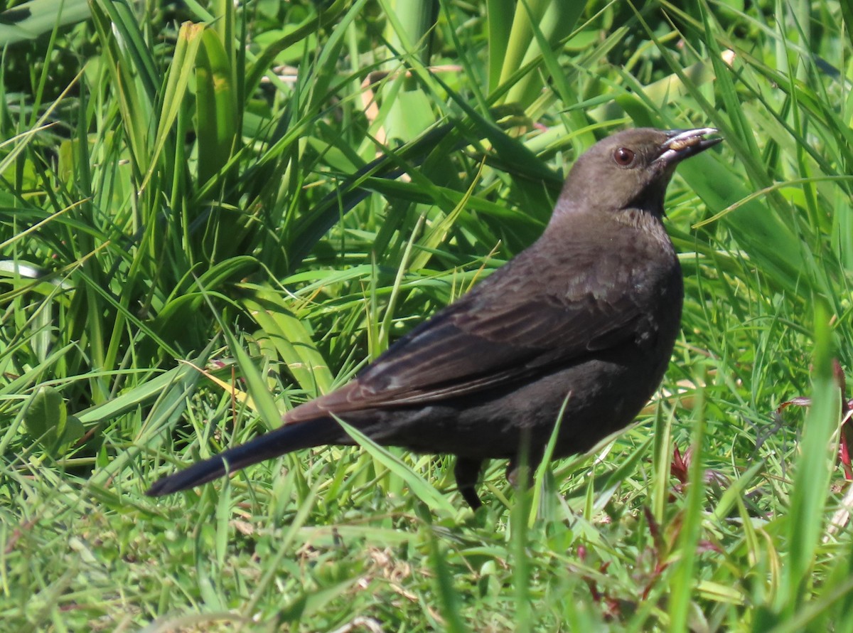 Brewer's Blackbird - ML618689030