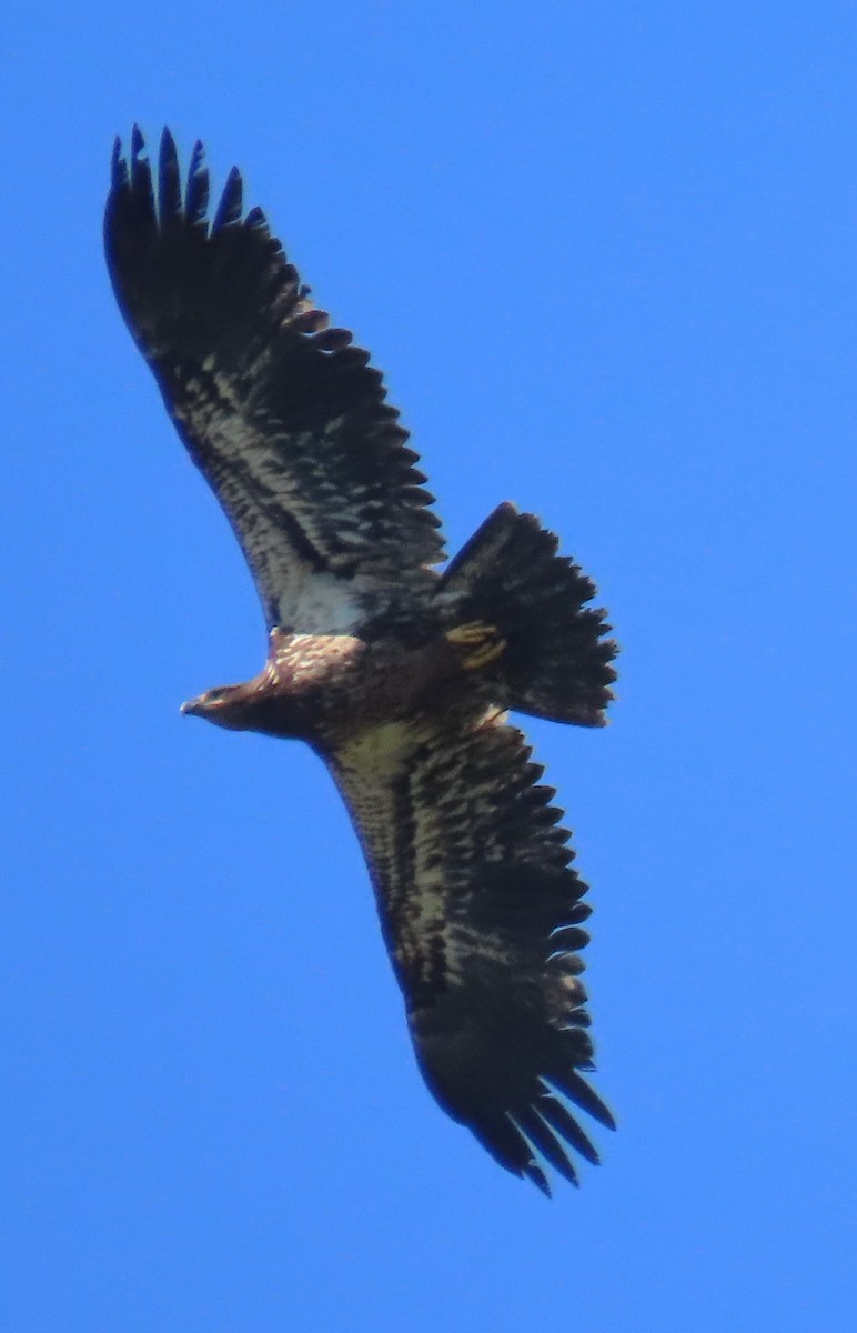 Weißkopf-Seeadler - ML618689040