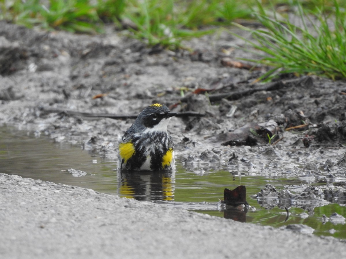 Yellow-rumped Warbler - Connor Smith