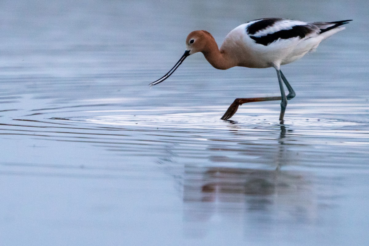 Avocette d'Amérique - ML618689056