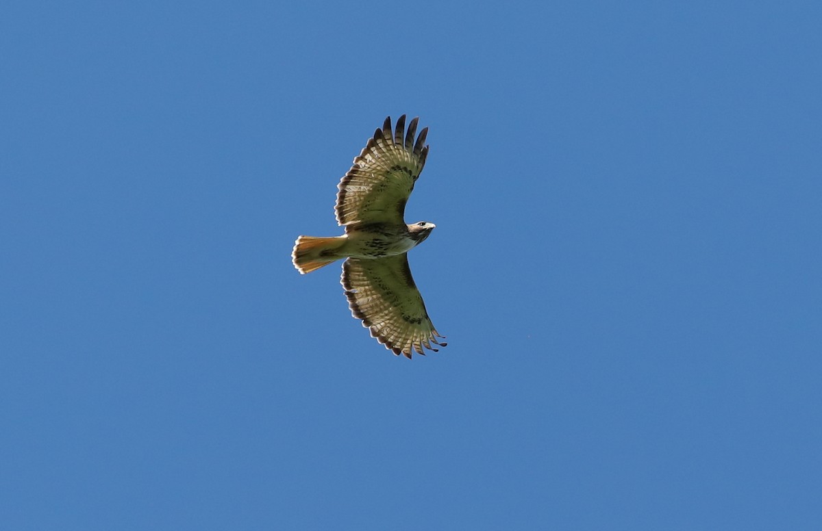 Red-tailed Hawk - Debbie Parker