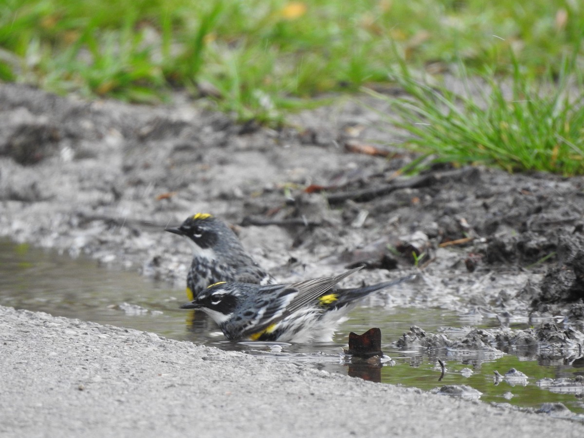Yellow-rumped Warbler - Connor Smith
