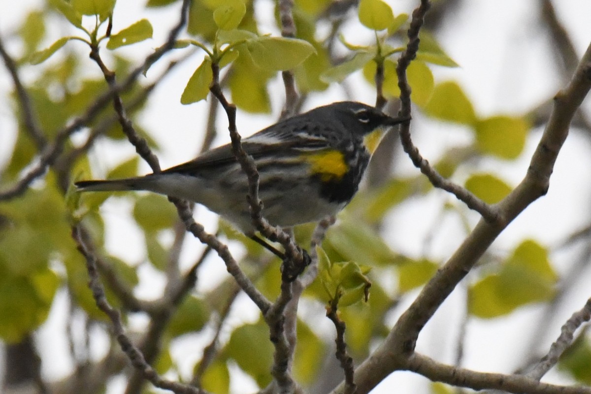 Yellow-rumped Warbler (Audubon's) - ML618689101