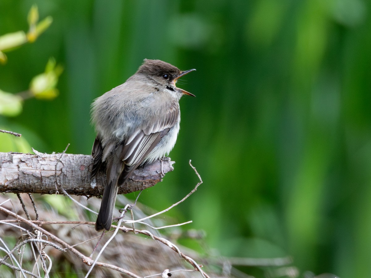 Eastern Phoebe - ML618689112